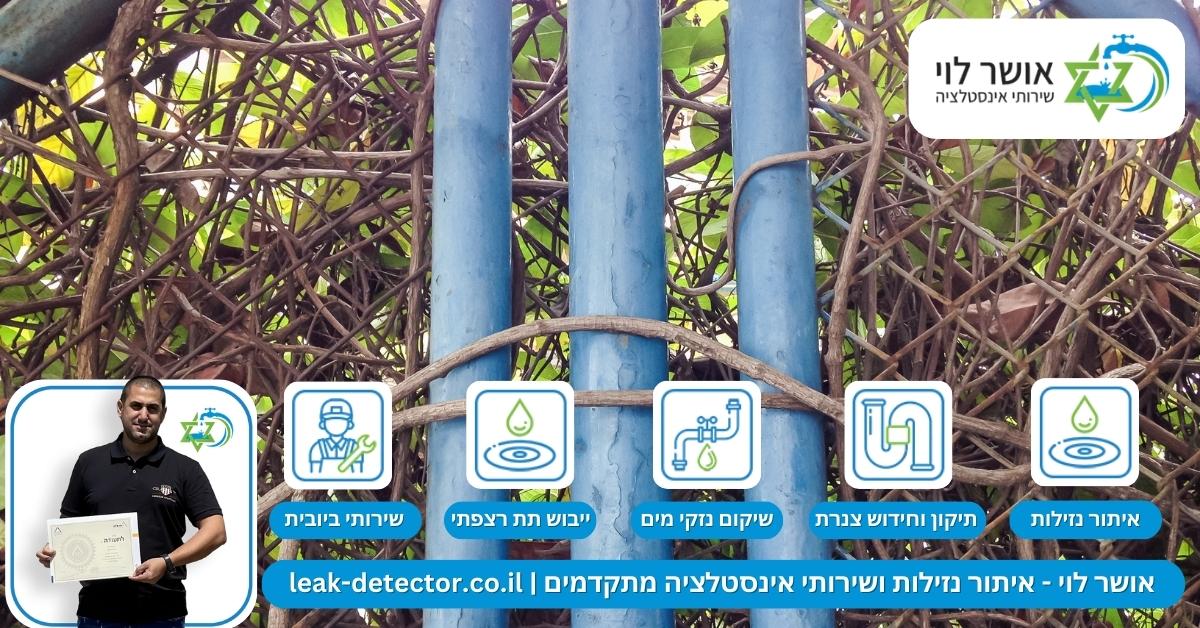 האם כל אינסטלטור יכול לטפל בצמחים ושורשים שחודרים לנצרת?